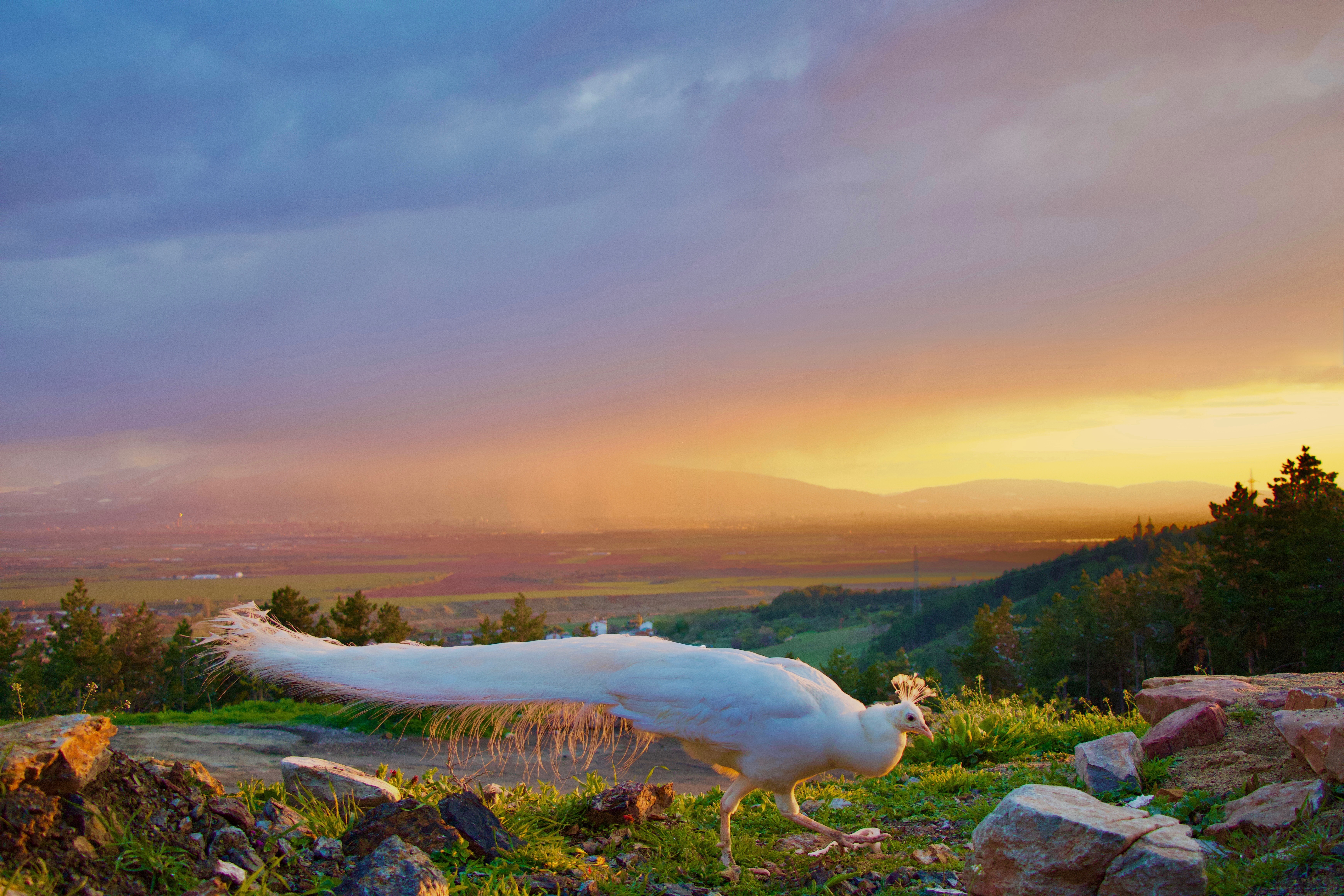 Landscapes 